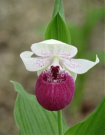 Engrais organique spécial Orchidées de Jardin - 800 gr - Phytesia