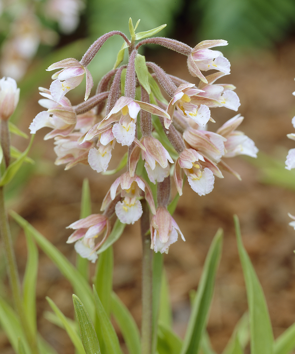 Дремлик болотный (Epipactis palustris)